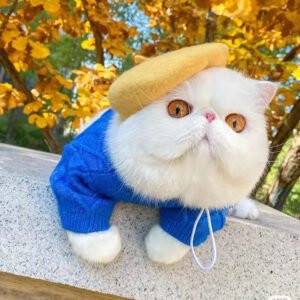 Breathable Pet Gear