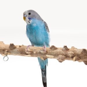 WoodPlay Bird Platform