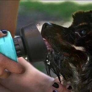 Travel-Friendly Pet Water Dispenser