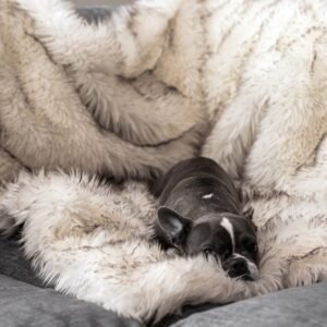 Dog warm mat