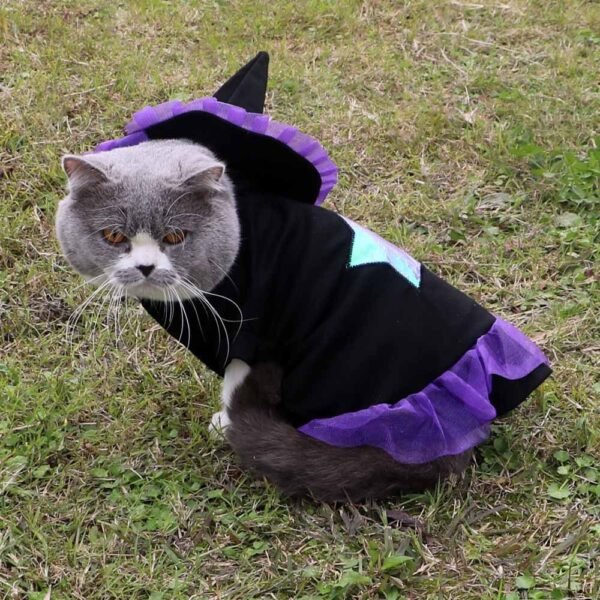 WizardPaw Costume