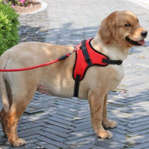 SafeStride Harness
